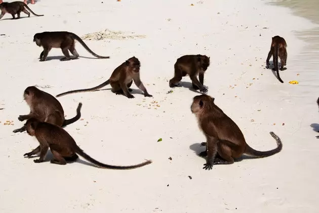 Gang opíc na Monkey Beach