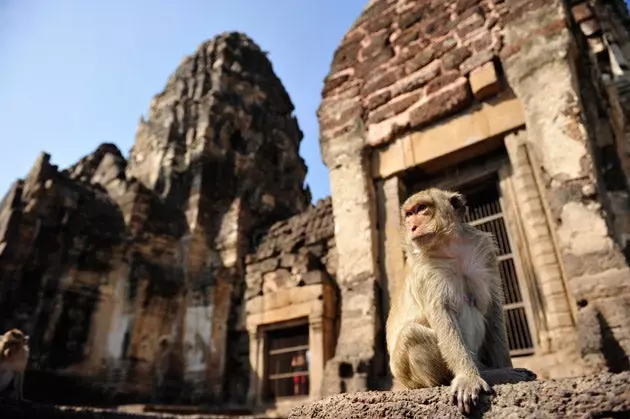 singe thaïlandais