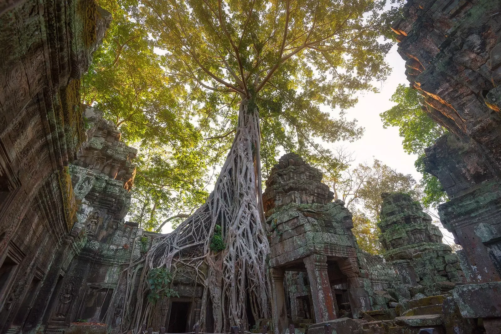 Ta Prohm ag Angkor Wat