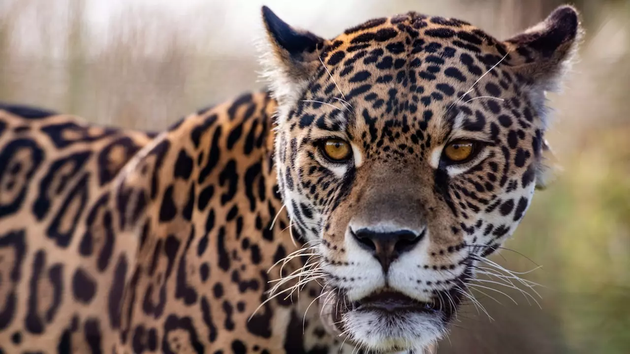 'Safari zenye Kusudi': safari zinazorejesha uhusiano wetu na asili