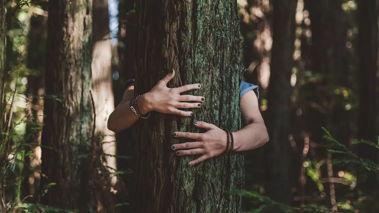 L'Islanda incoraggia i suoi cittadini ad abbracciare gli alberi per superare l'isolamento sociale