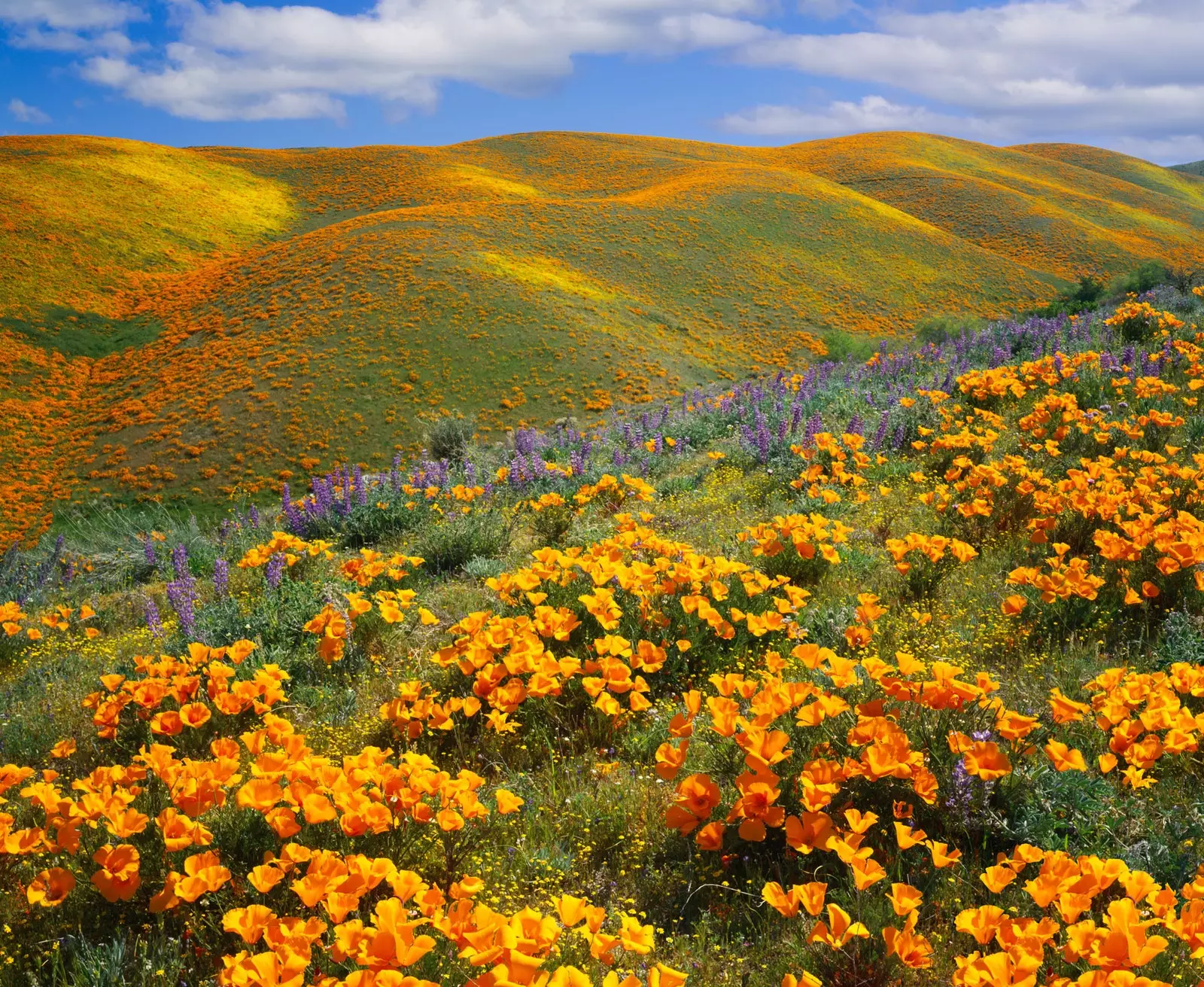 Antelope Valley Poppy Preserve