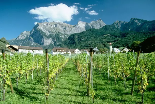 Vinogradi Lihtenštajna i njihova plemenita vina