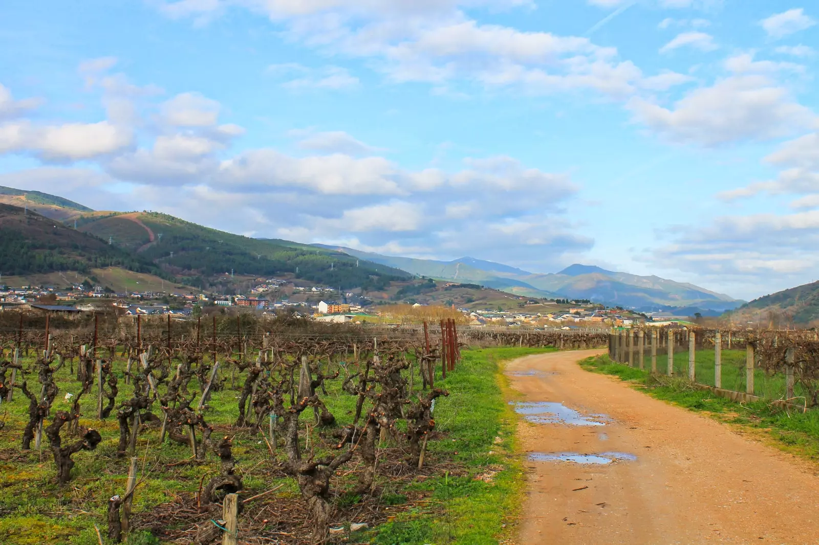 Le plus grand nombre de caves DO Valdeorras est concentré à A Rúa.