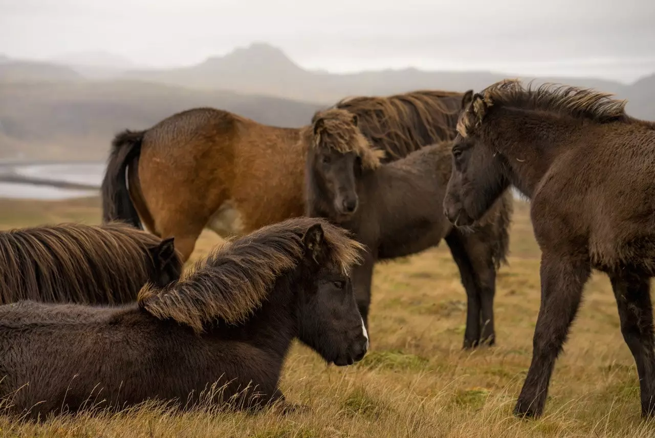 Una specie dura e resistente