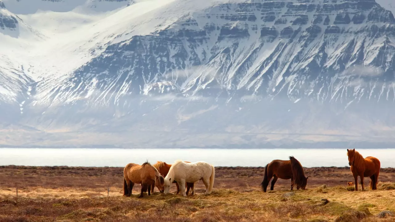 Islandia znów rośnie z tytułem najbezpieczniejszego kraju na świecie