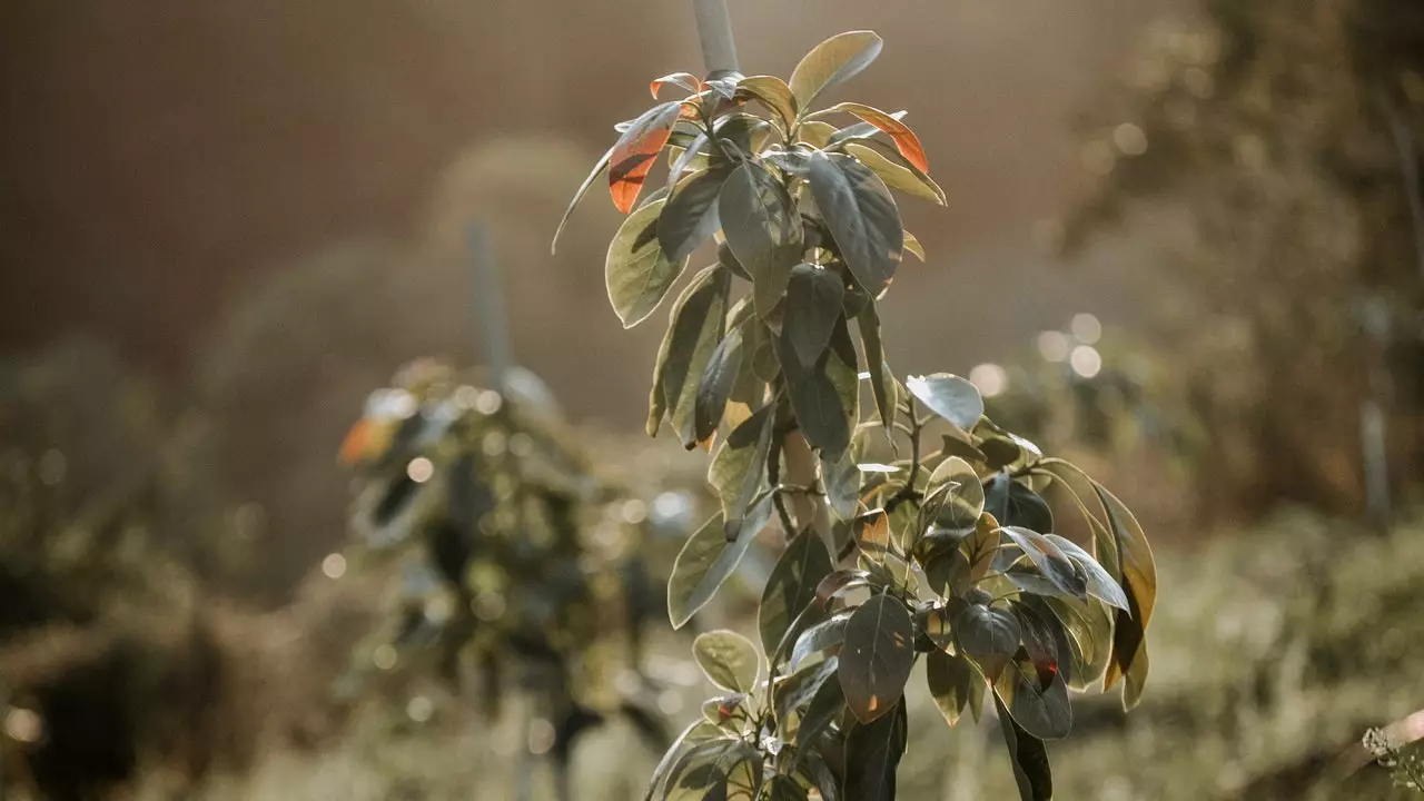 Asturias avokado yetiştiriyor