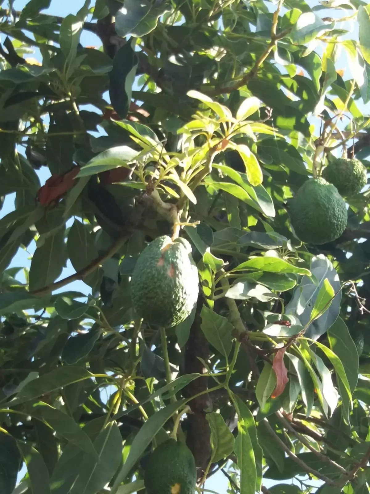 In Asturias tá plandaí avocado ar feadh na mblianta.