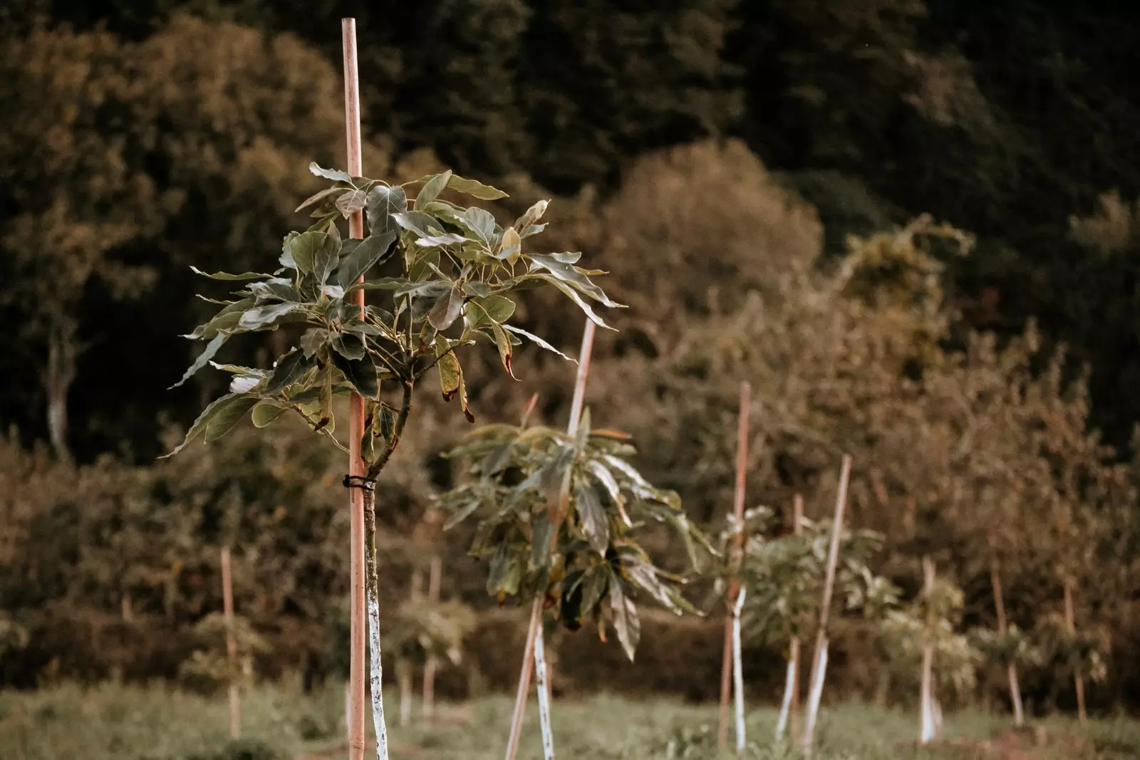 Musim bunga ini akan menjadi kali pertama Andrs dan Javier akan membiarkan pokok mereka mekar, berbuah dan berbuah.