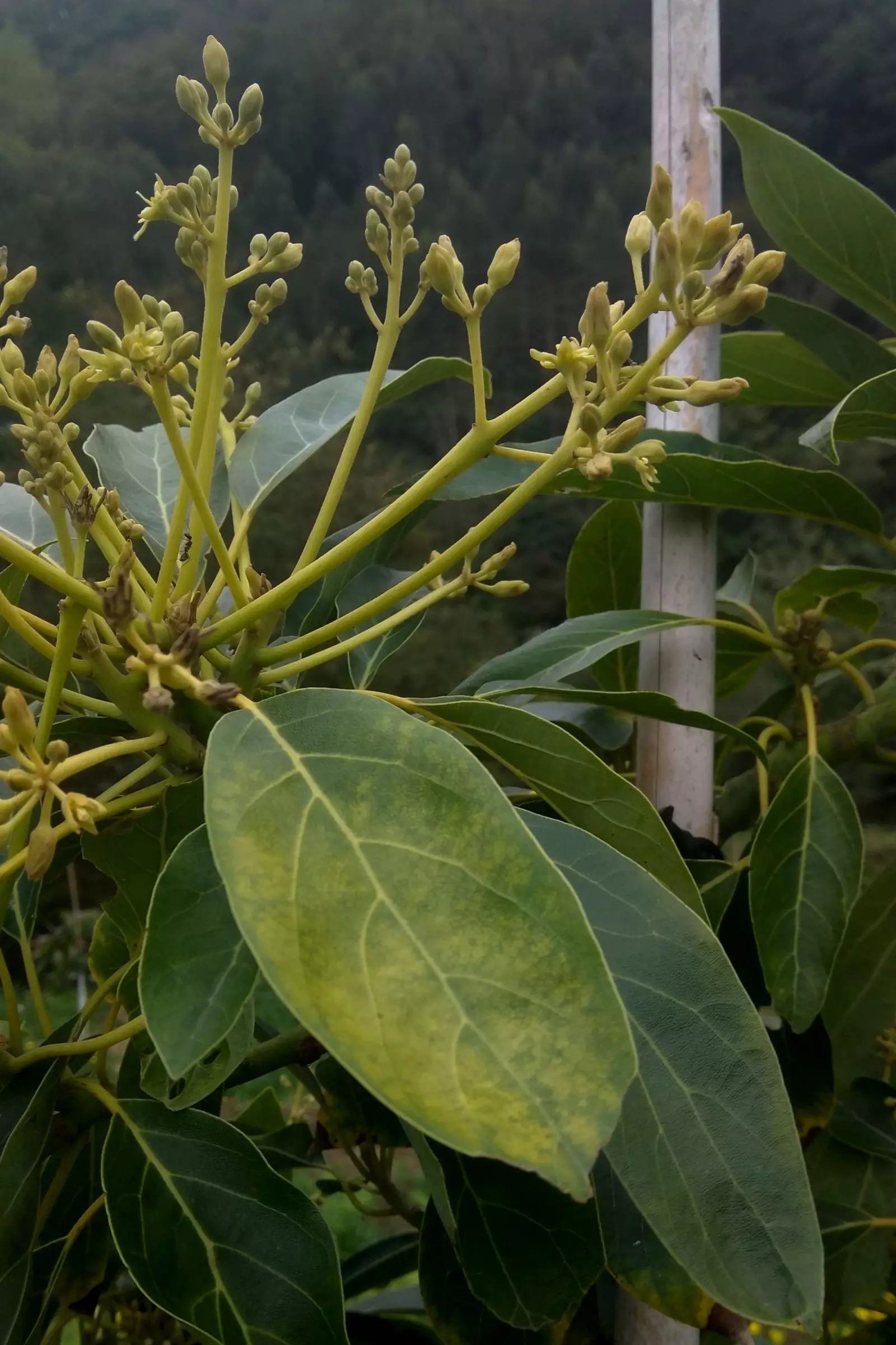 Detalhe da floração de uma planta de abacate.