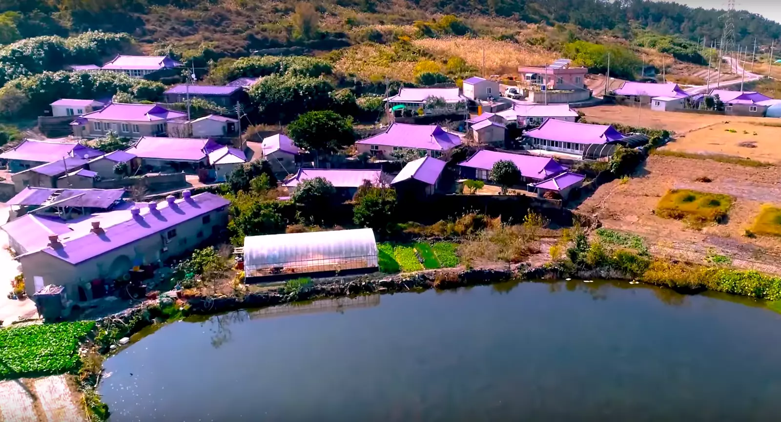 Wat mécht eng purpurroude Insel a Südkorea