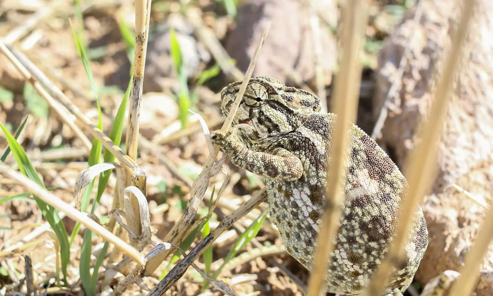 Chameleon in Cabo de Gata