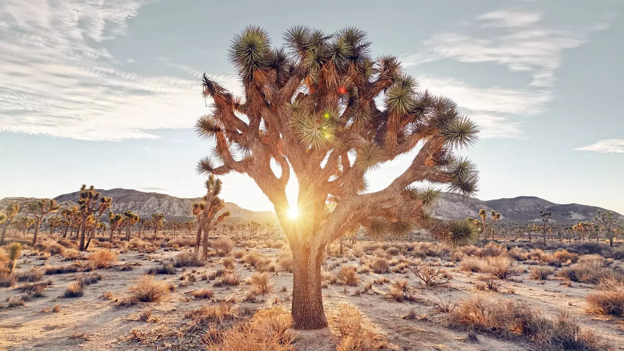 Joshua Tree: Magányos kaland a kaliforniai sivatagban