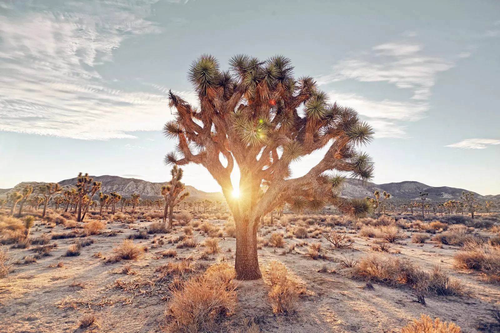 Joshua Tree Kaliforni Shtetet e Bashkuara