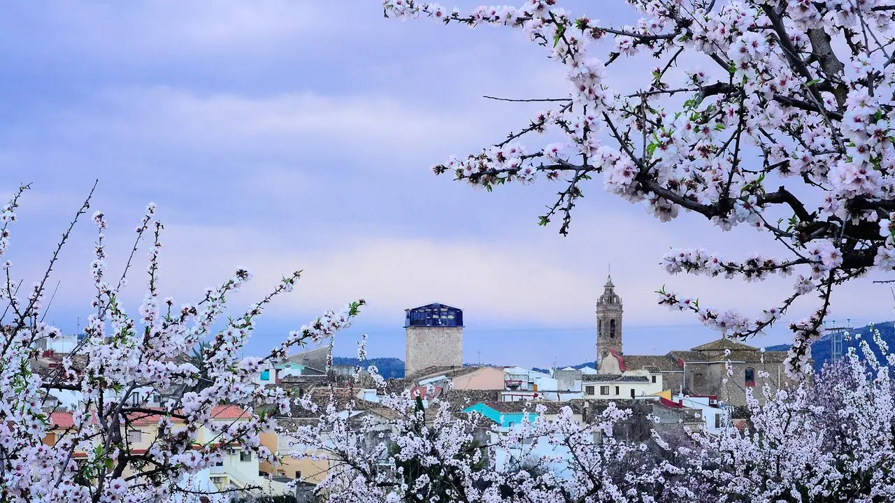 Forårsruten gennem de blomstrende mandeltræer på Costa Blanca