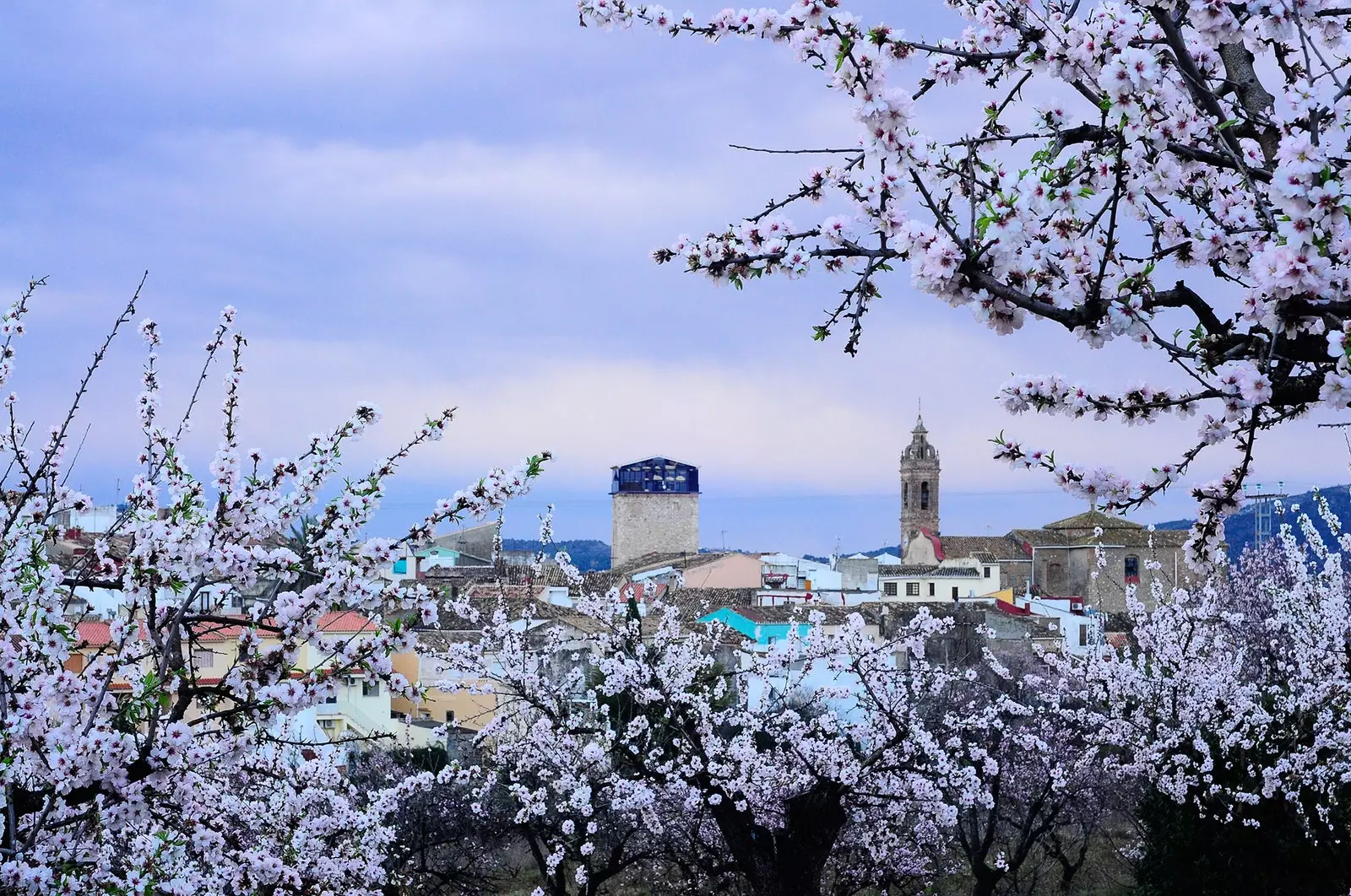 The spring route through the flowering almond trees of the Costa Blanca