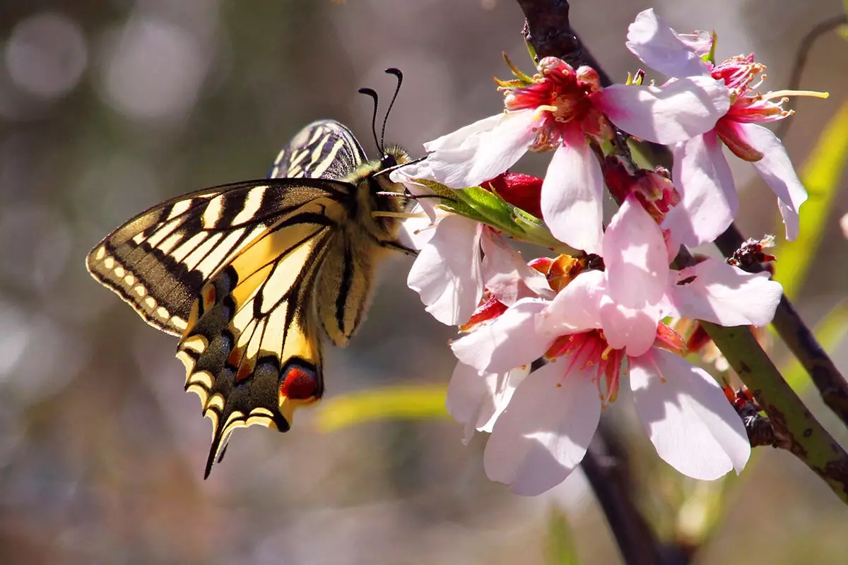 La ruta de la primavera pels ametllers a flor de la Costa Blanca