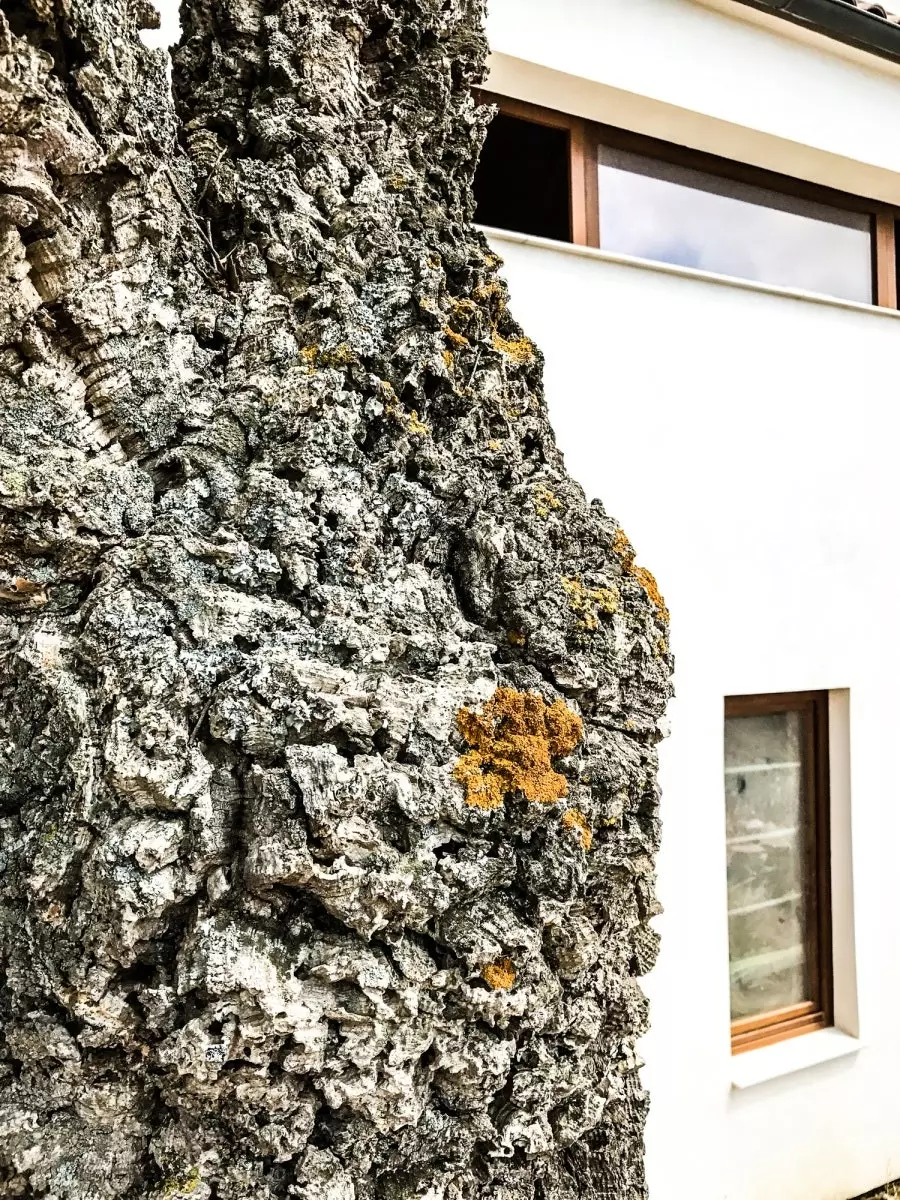 Cork oak in the biodynamic house in Tarifa