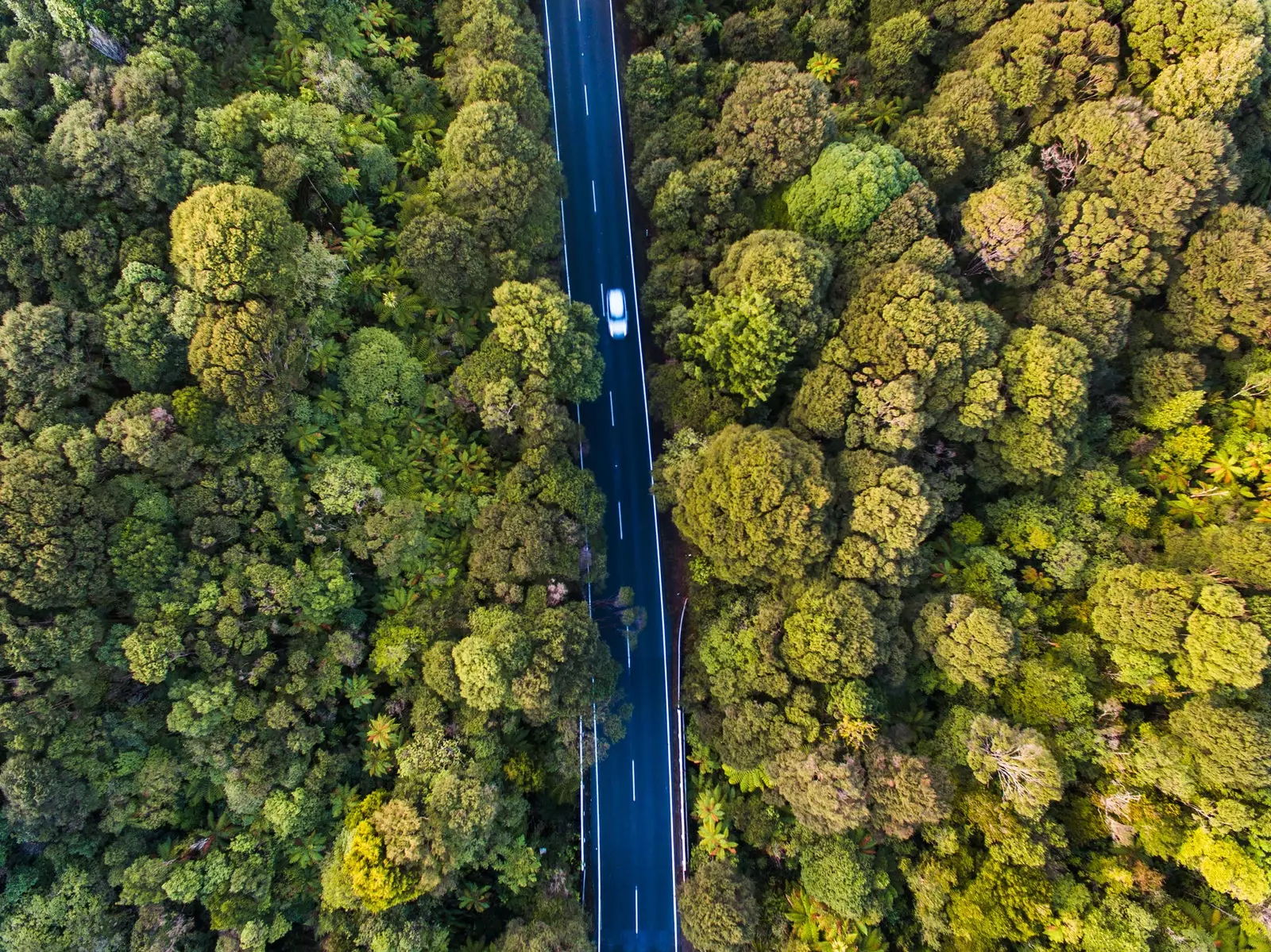 Նոր Զելանդիա