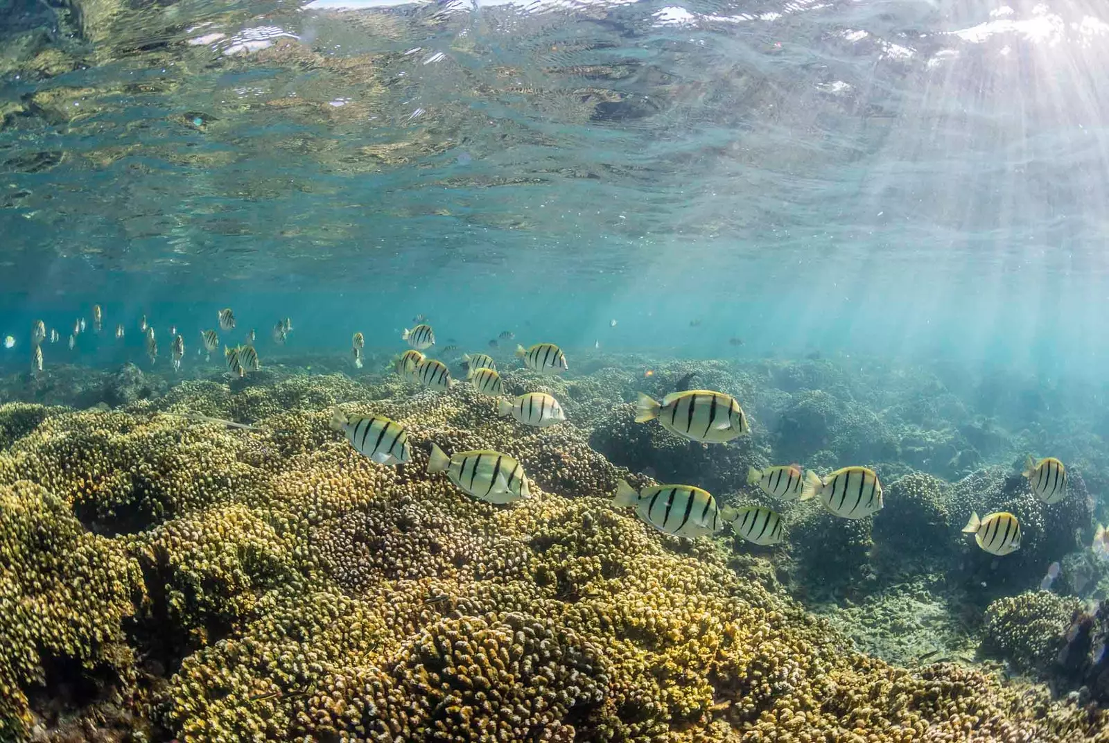 ikan di terumbu cabo pulmo