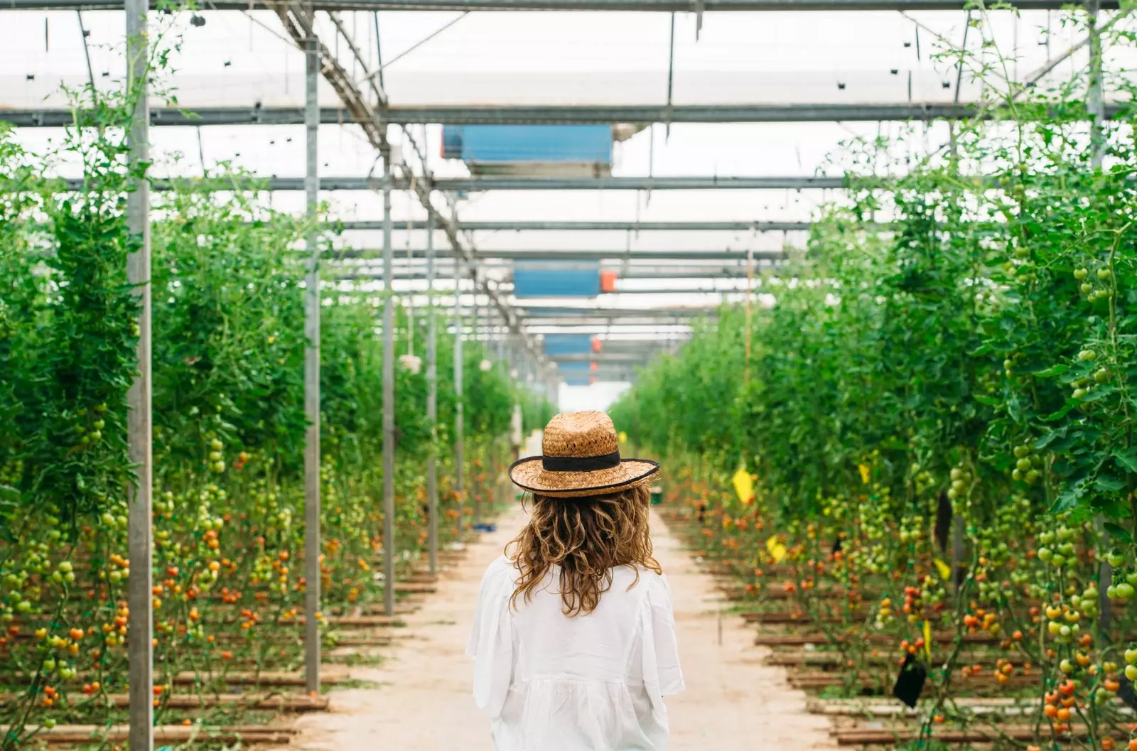 Paradisul tomatelor Almería