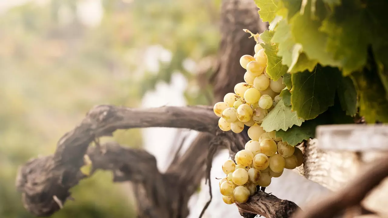 Ocht bhfíonchaor ba chóir go mbeadh a fhios ag gach 'winelover'