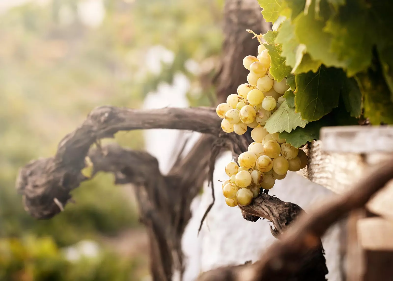 Aacht Drauwe, déi all 'Winelover' soll wëssen