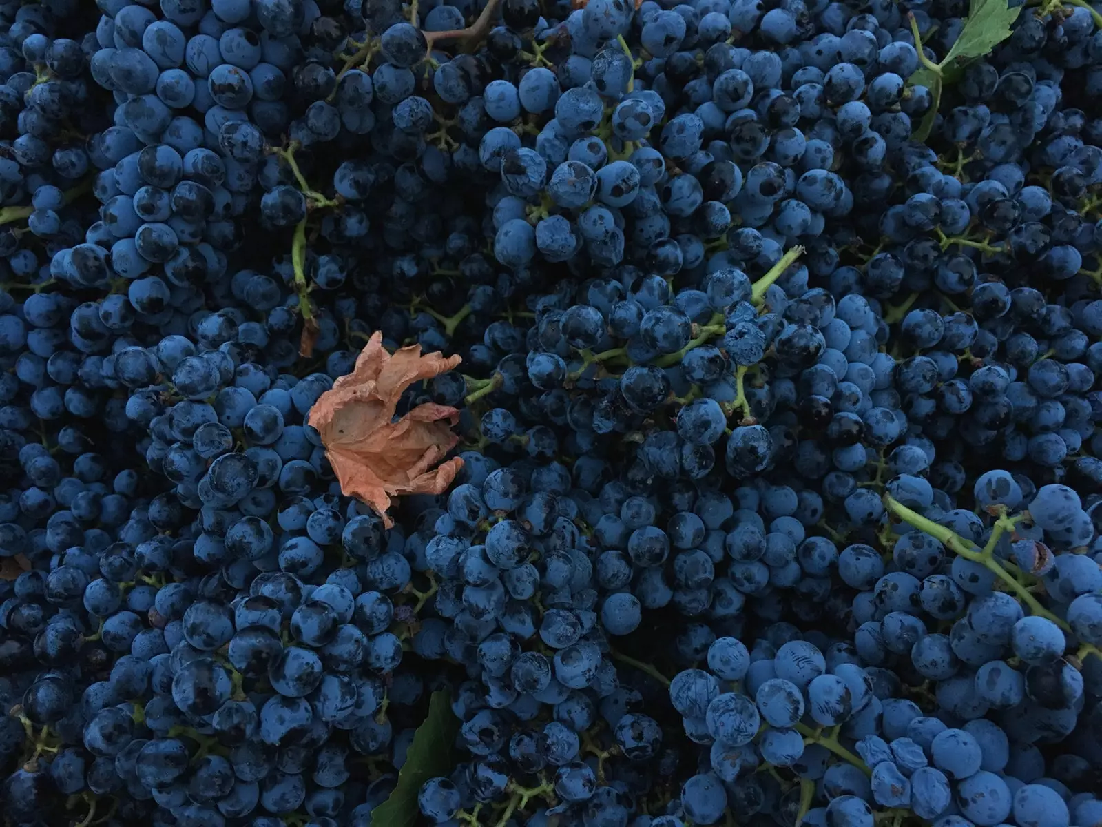 Aacht Drauwe, déi all 'Winelover' soll wëssen