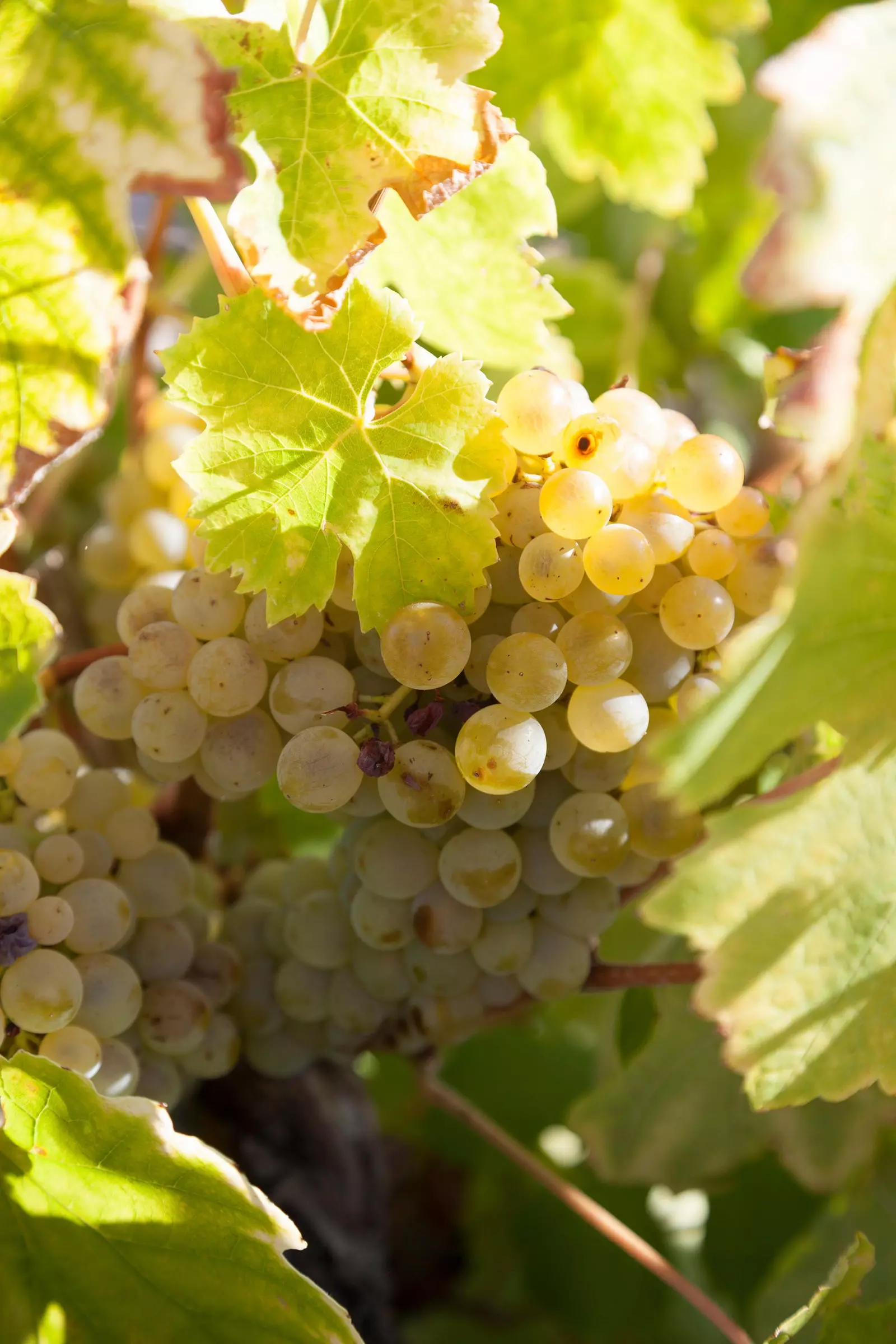 Aacht Drauwe, déi all 'Winelover' soll wëssen