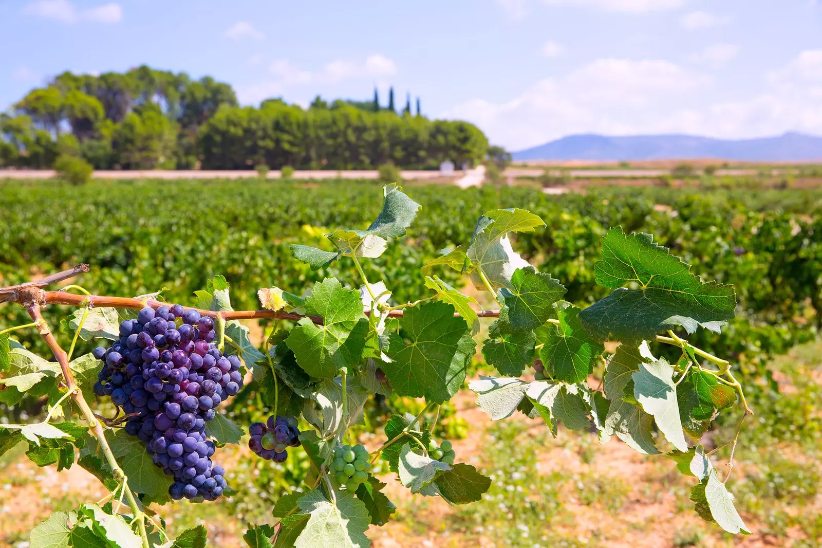 Aacht Drauwe, déi all 'Winelover' soll wëssen