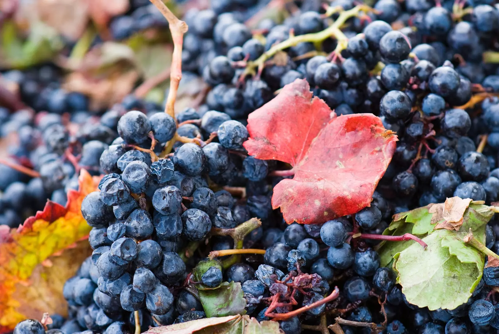 Aacht Drauwe, déi all 'Winelover' soll wëssen