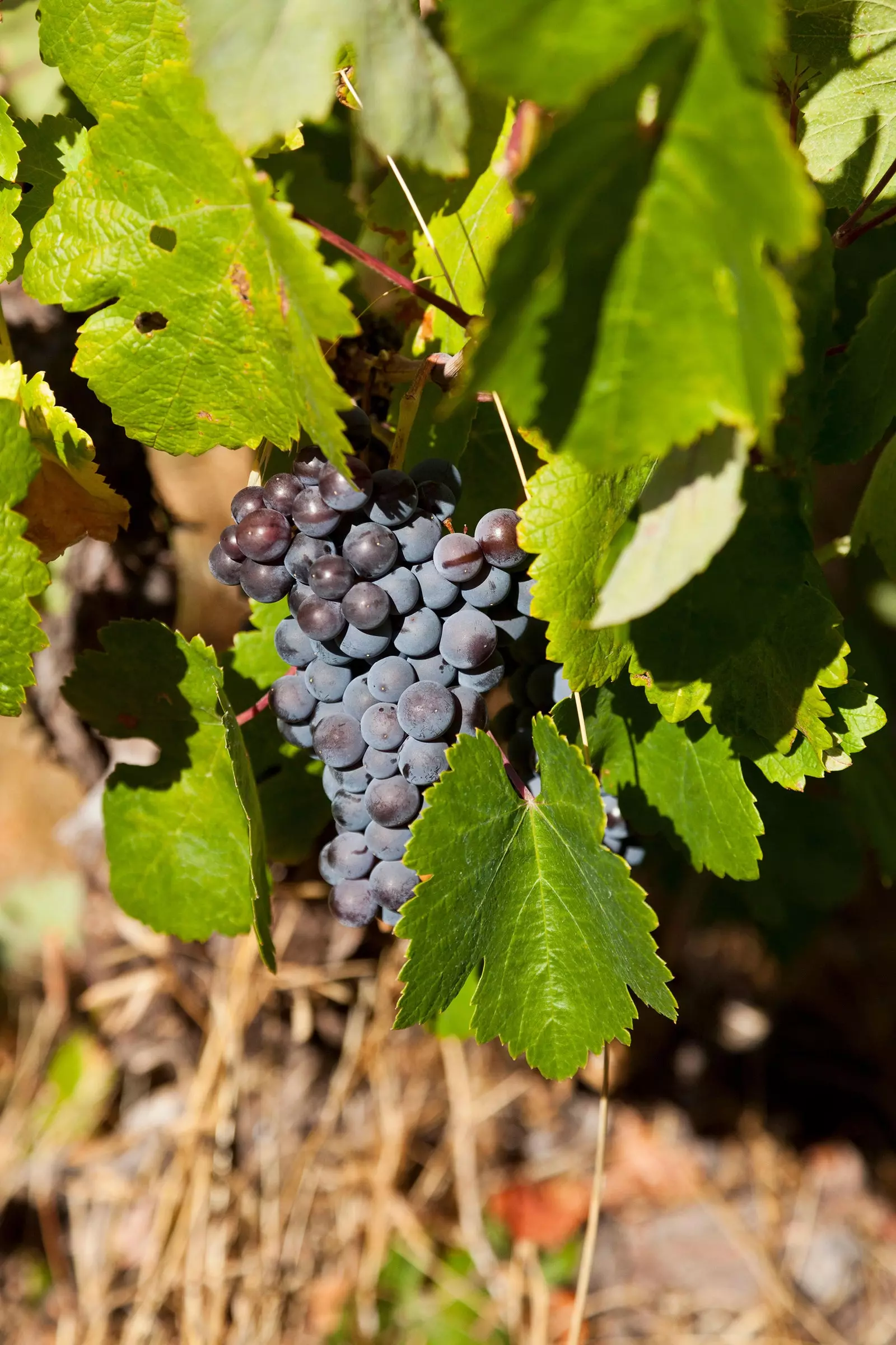 Aacht Drauwe, déi all 'Winelover' soll wëssen