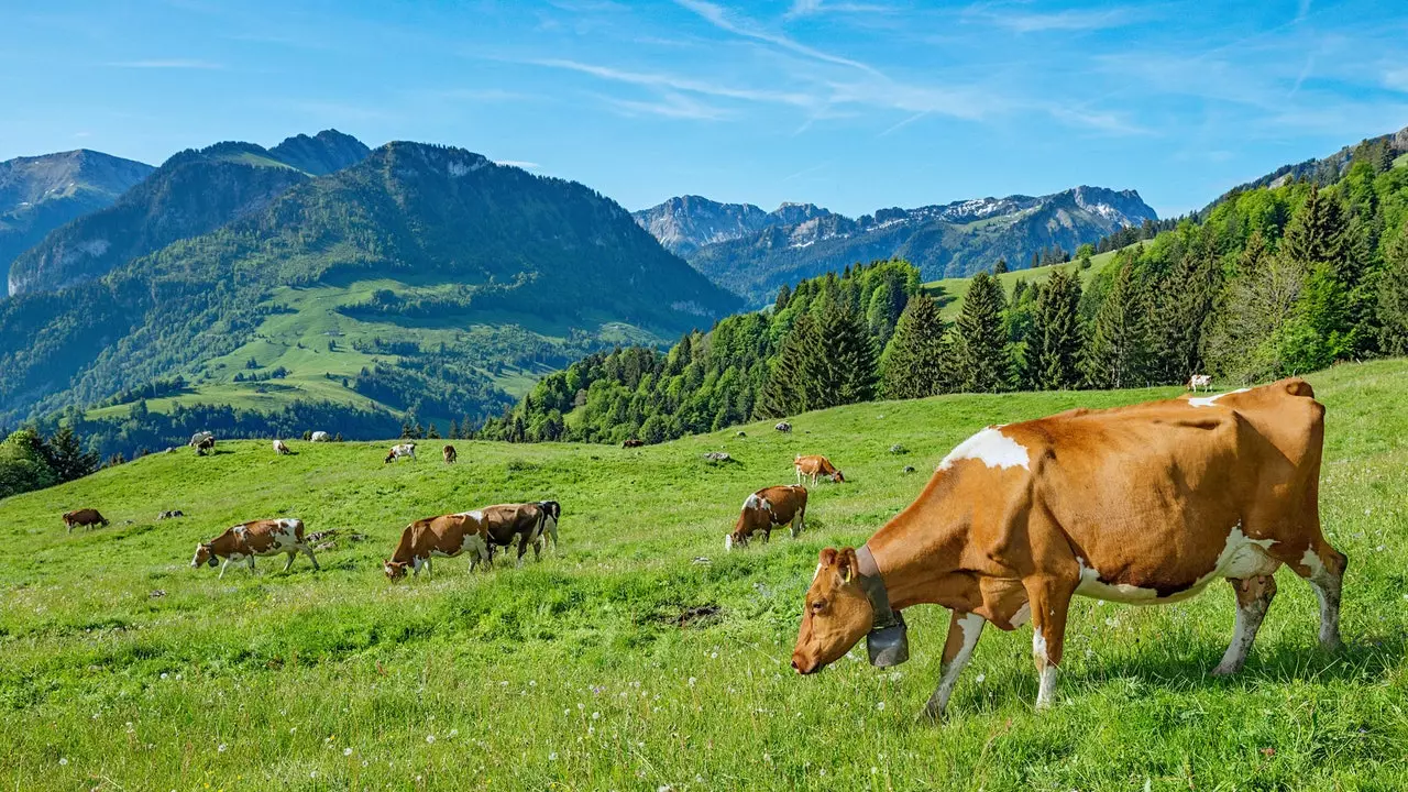 Berjalan di antara Gruyères: dua jalur pendakian untuk makan keju Swiss terbaik