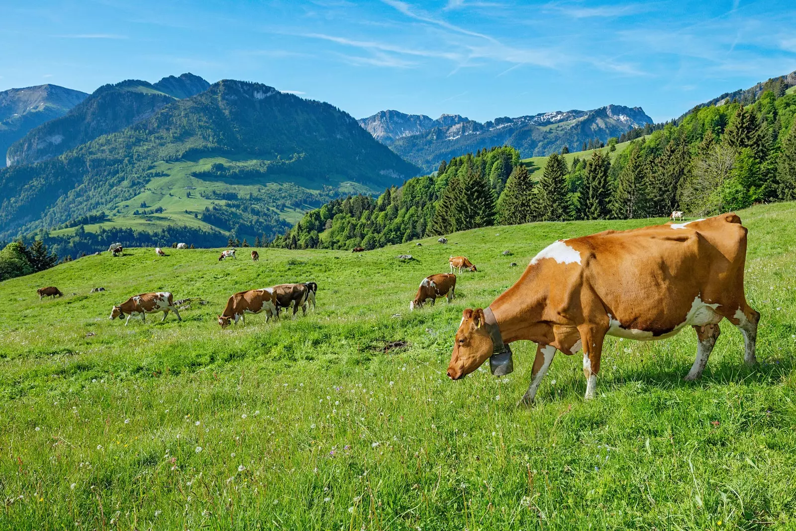 Gruyère