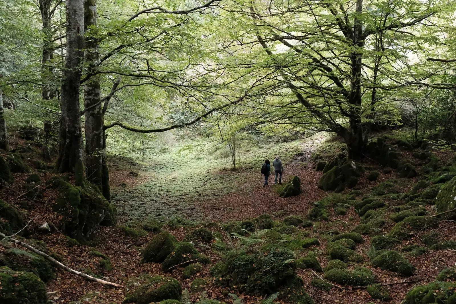 Forêt d'Aralar