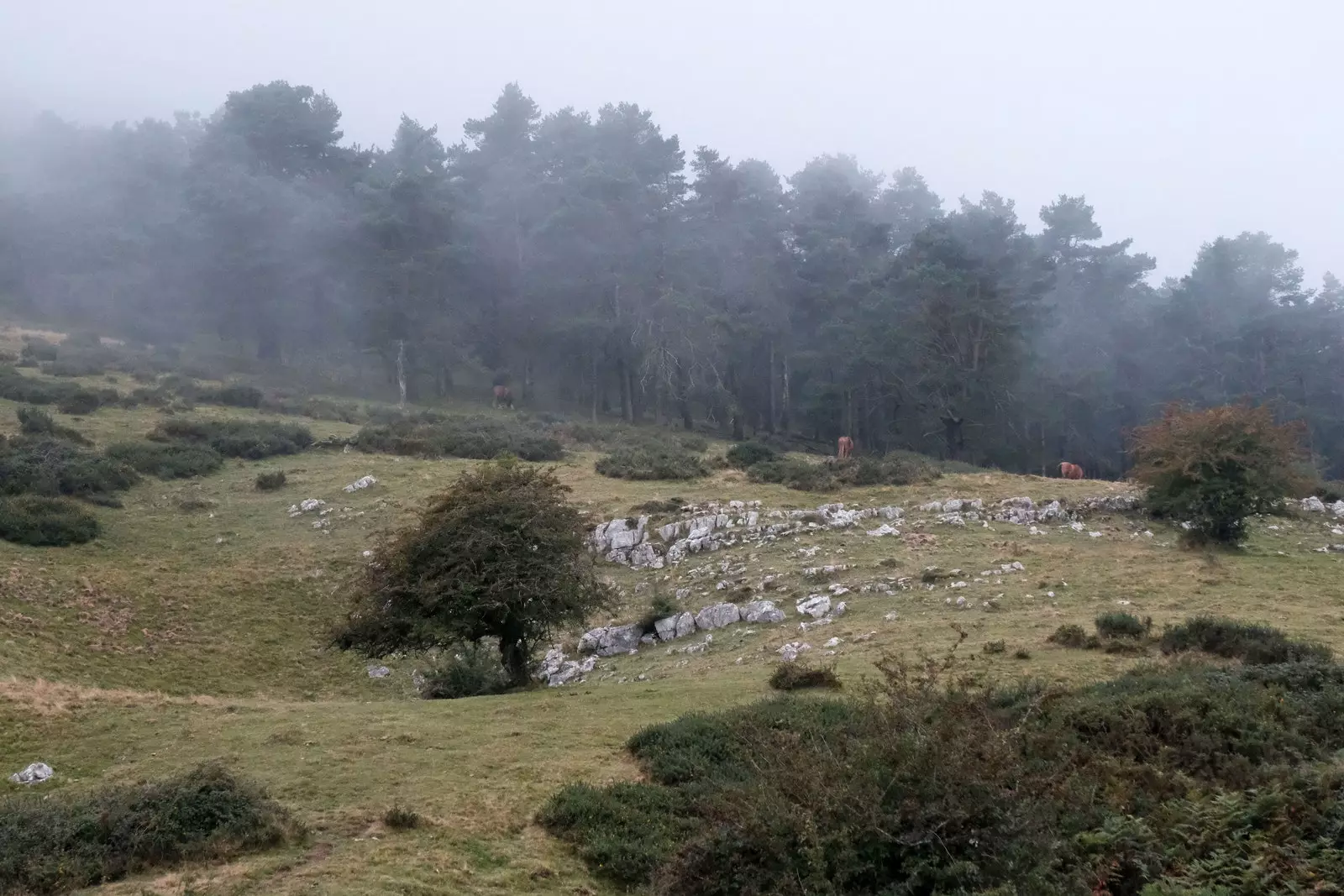 Itziar nas vodi skozi Sierra de Aralar