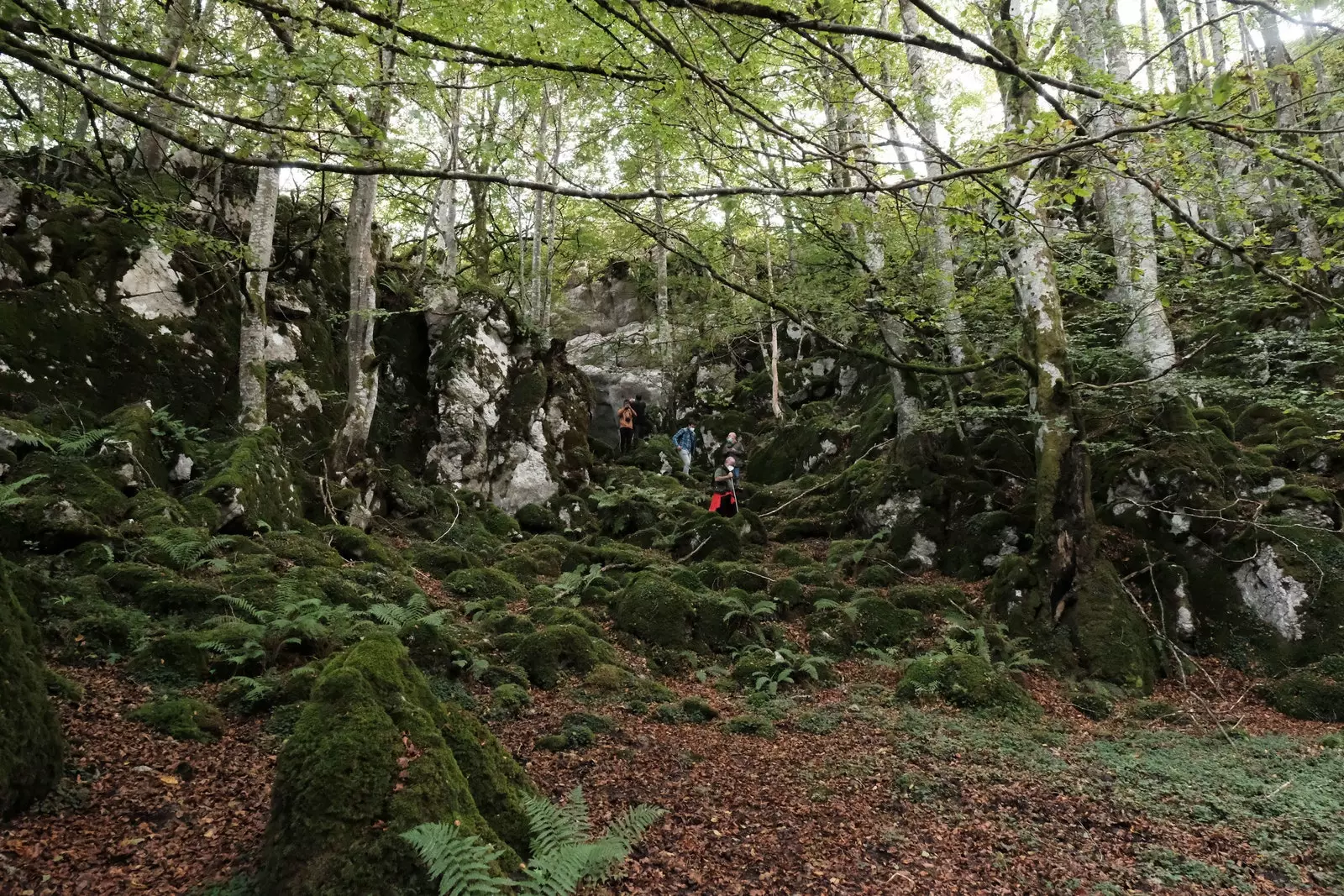 Folcadán foraoise in Aralar