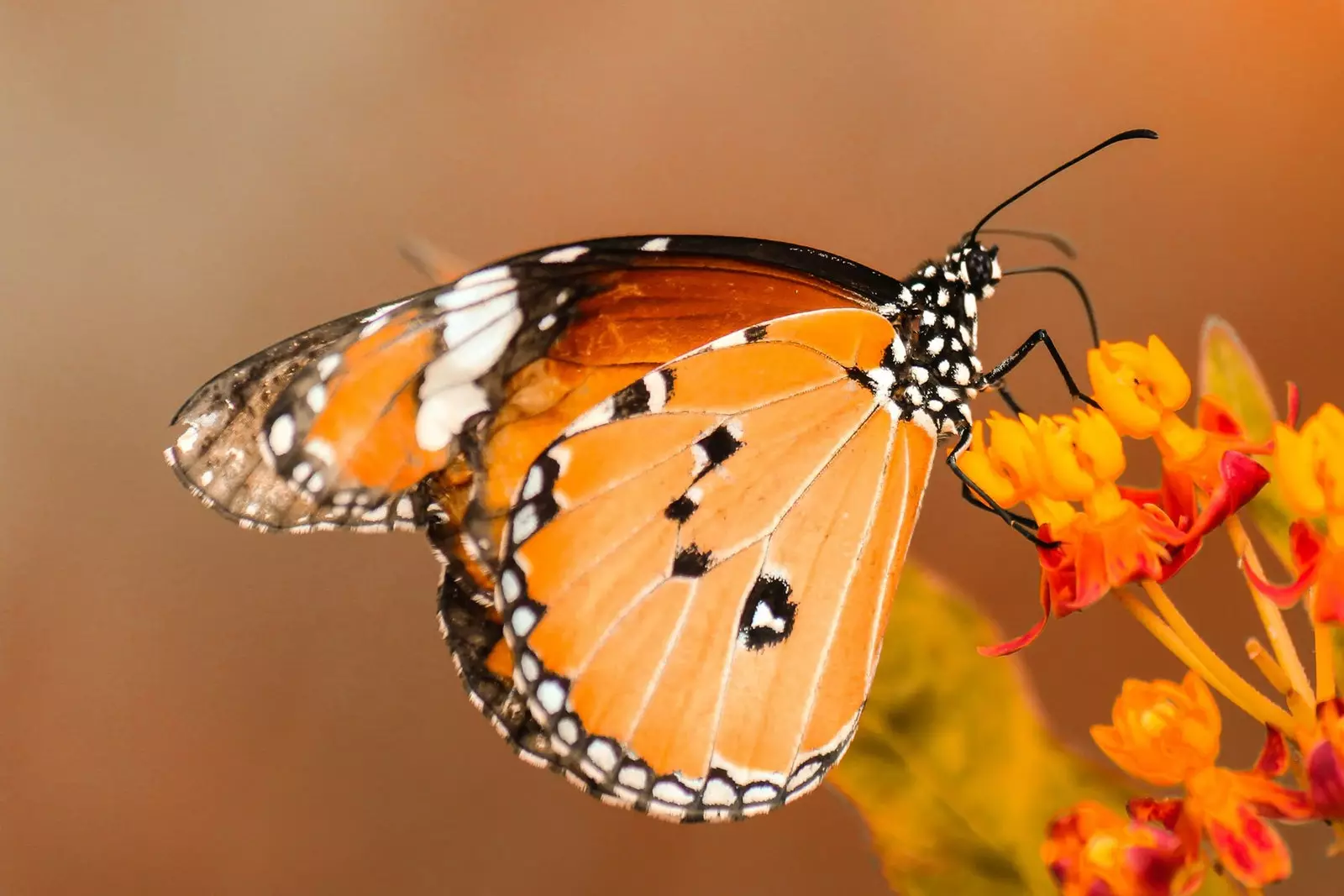 Monarch Schmetterling