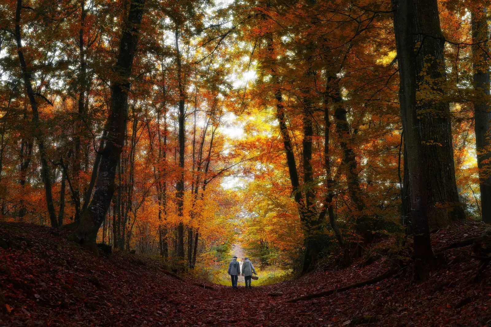 Planinarenje u šumi Fontainebleau.