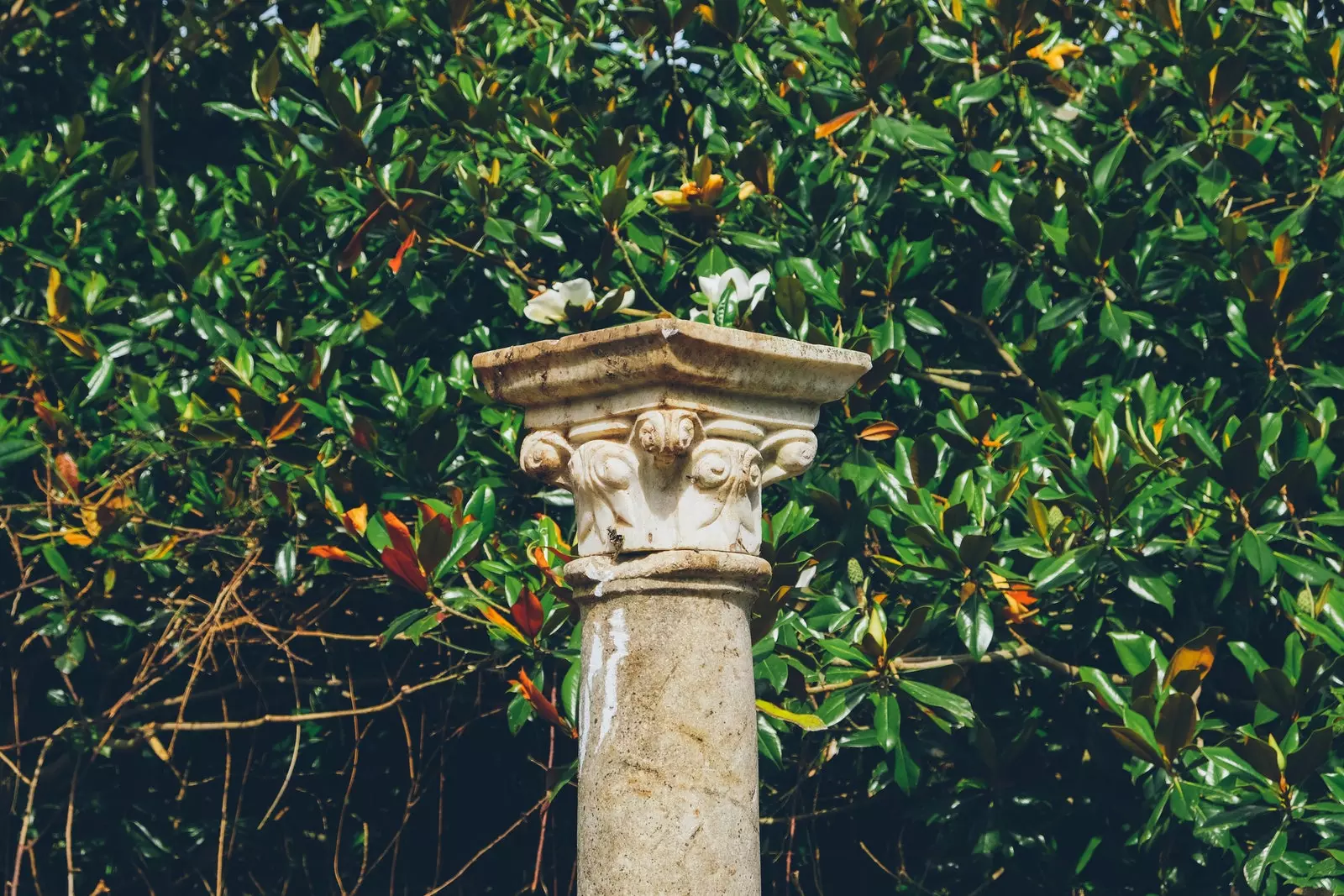 Korinthische Säule im ForestJardín de la Fonte Baxa