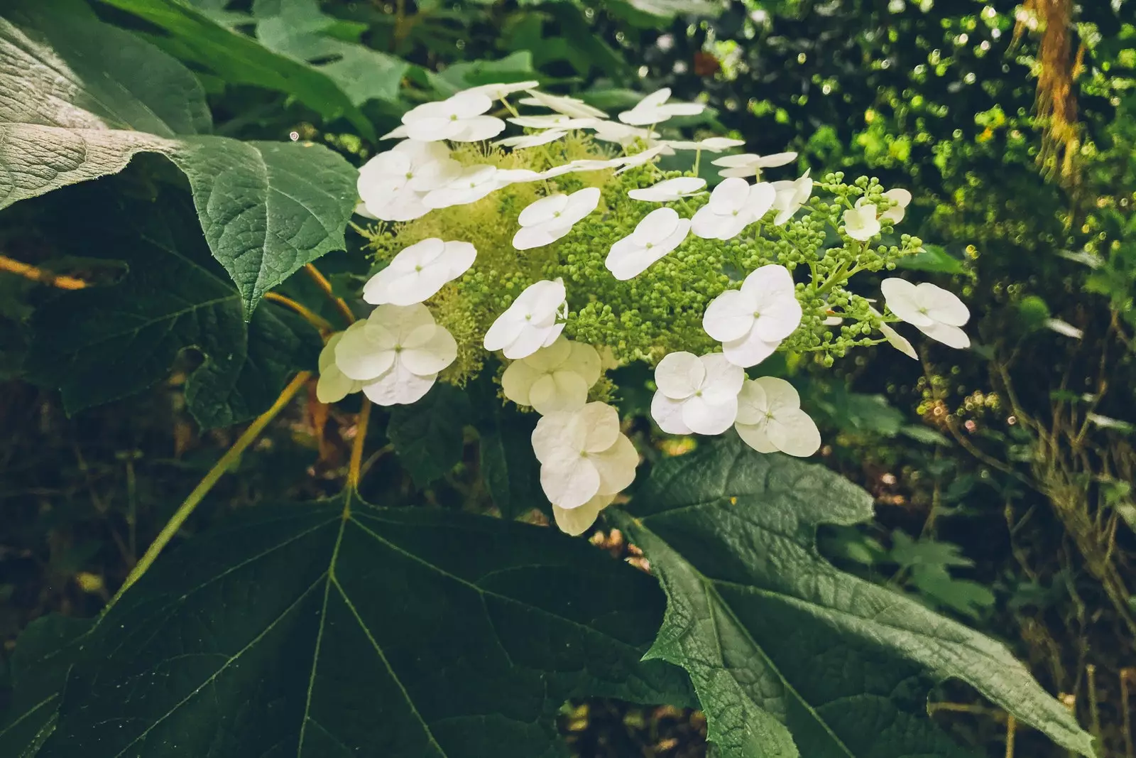 Hortensia quercifolia w lesie Jardin de la Fonte Baxa