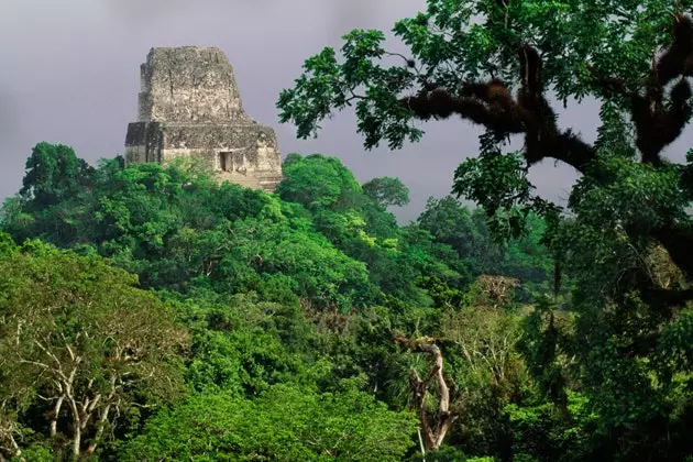 Djungeln i Petn Guatemala