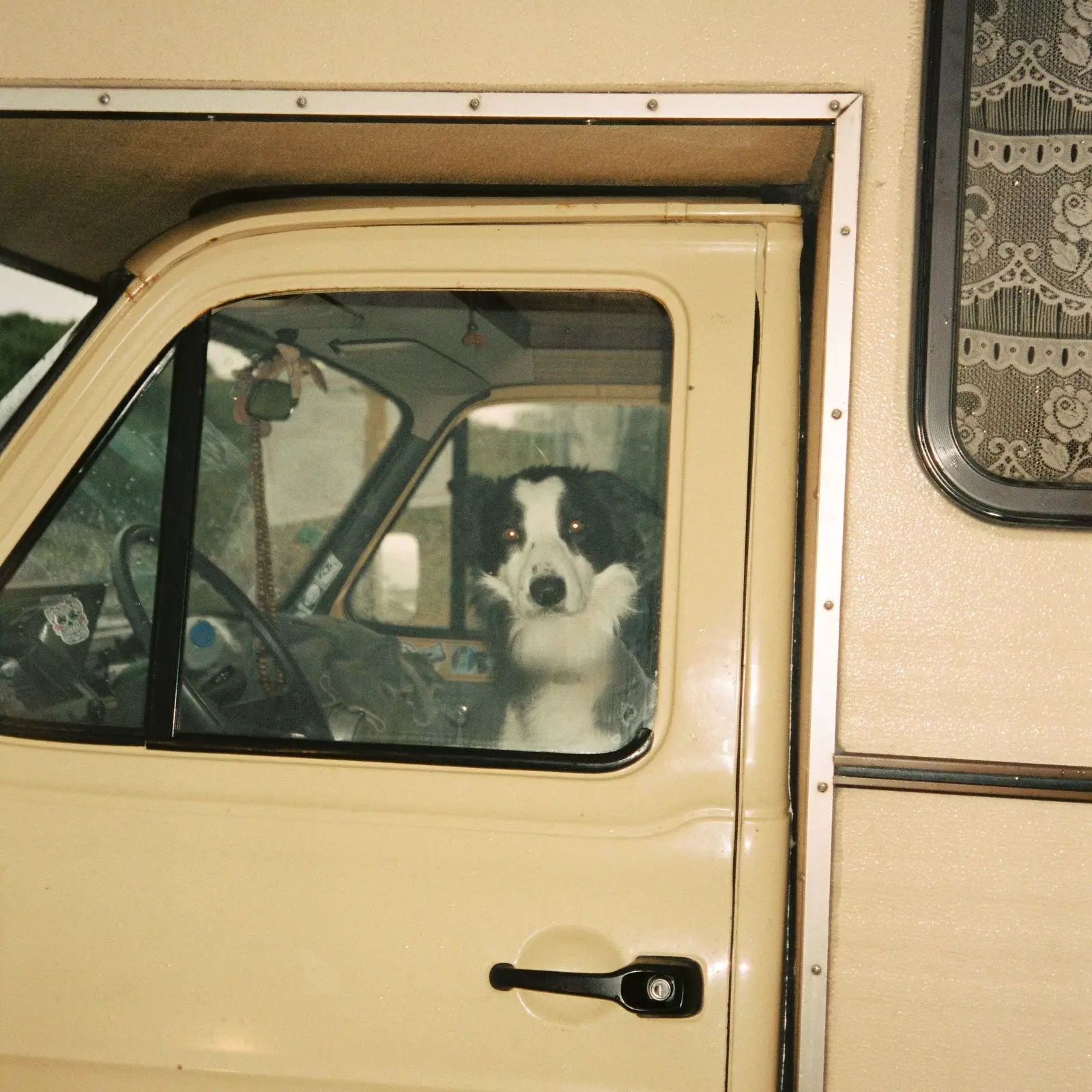 Dog in a van at the Zarautz campsite