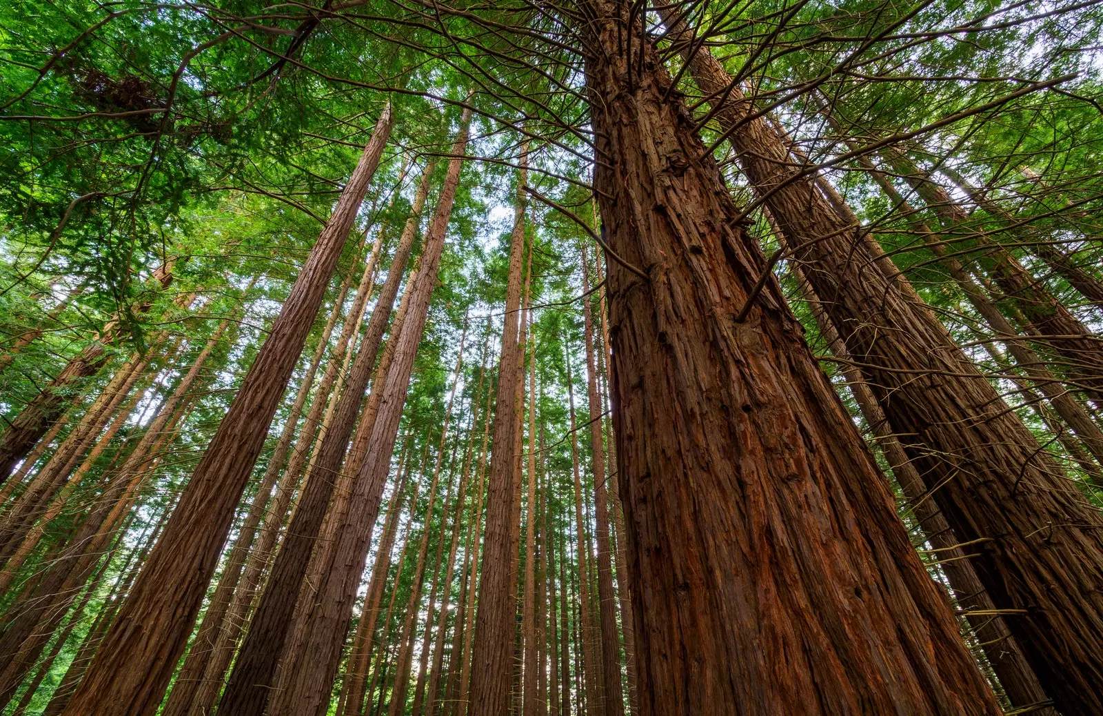 Monumen Alam Sequoias of Monte Cabezón Cantabria