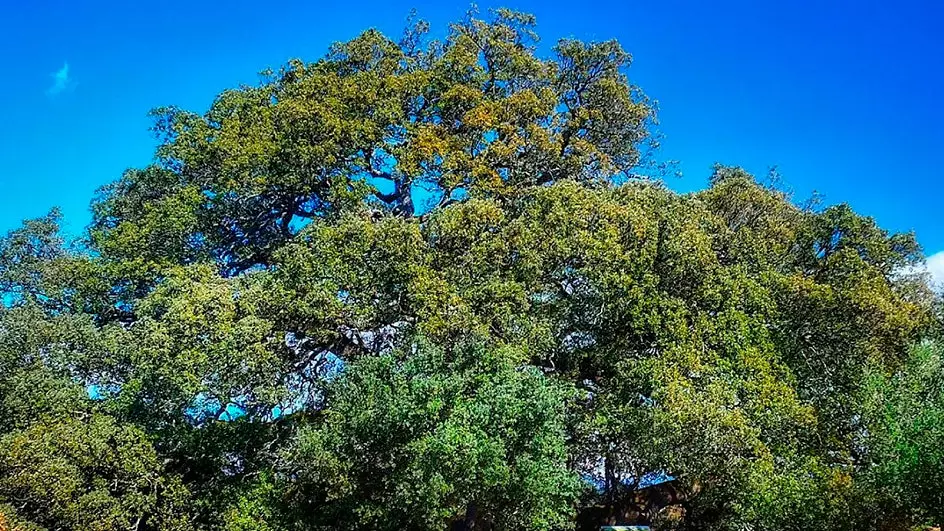 Et l'arbre de l'année en Espagne est...