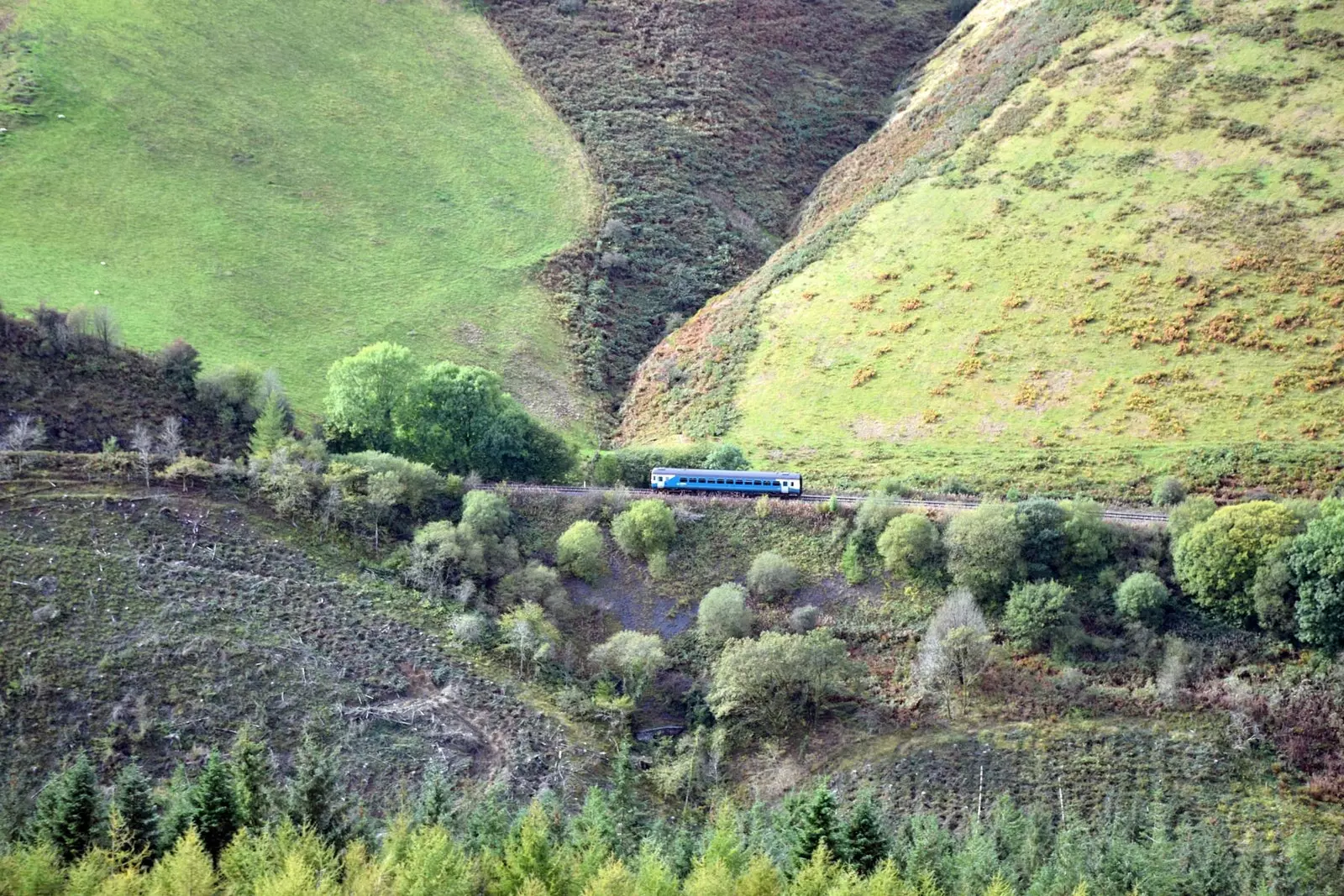 Şeker somun