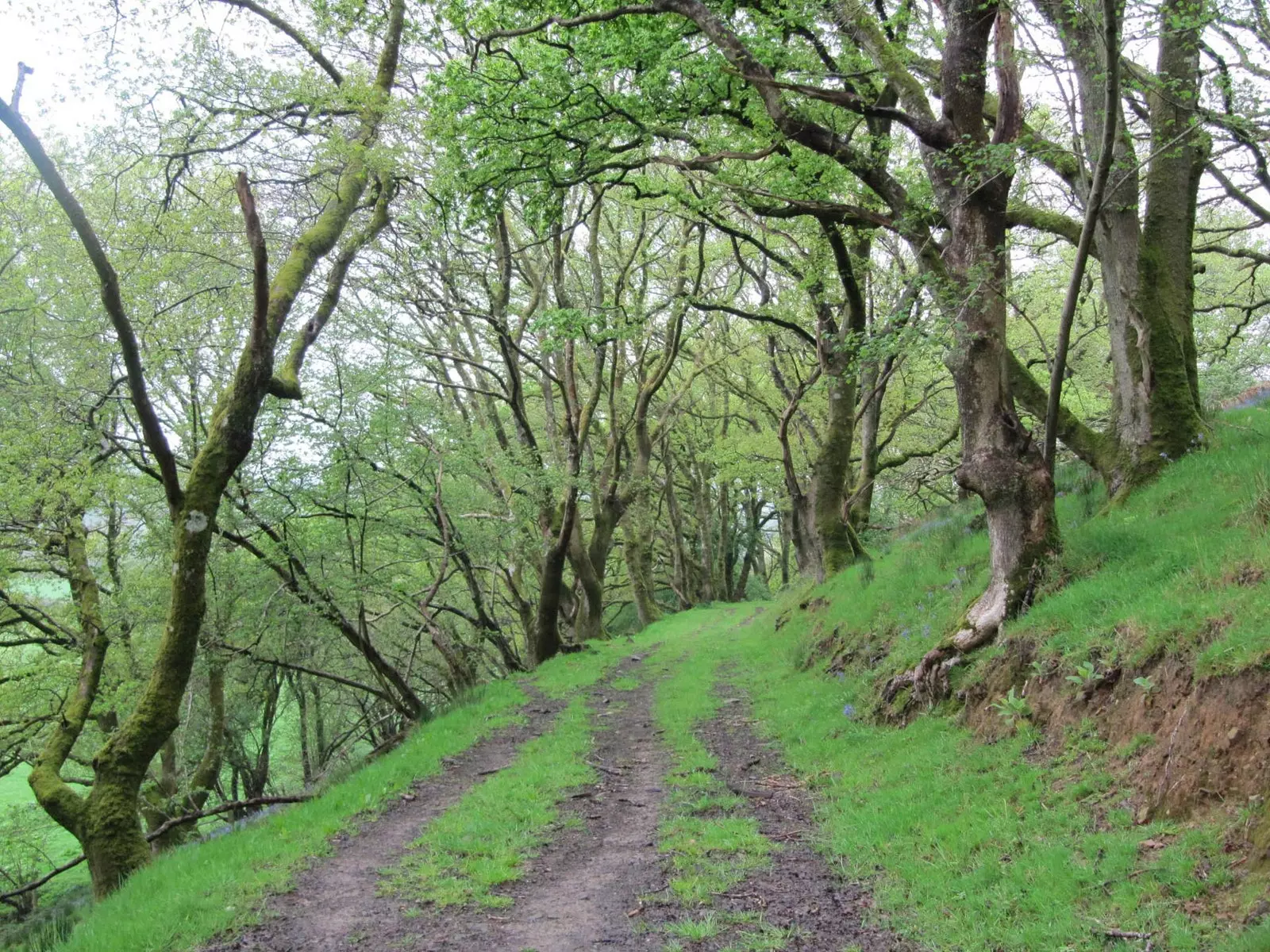 llandovery