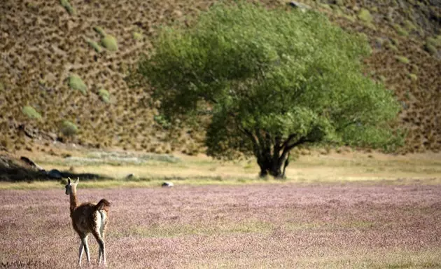 Doug Tompkins says that buying these lands is like paying rent for living on the planet