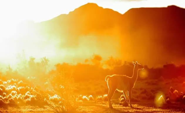 Guanacos mwitu wakichunga katika Patagonia ya Chile