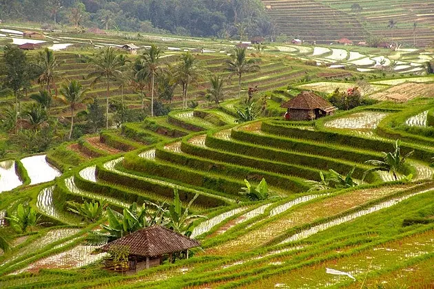 Spis morgenmad på Bali